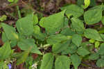 Hog Peanut